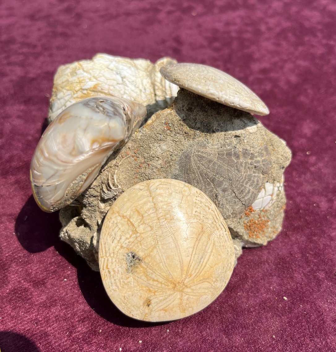 Image for Natural History Auction: Fossils, Minerals, Crystals, Gems, Biologic Specimens