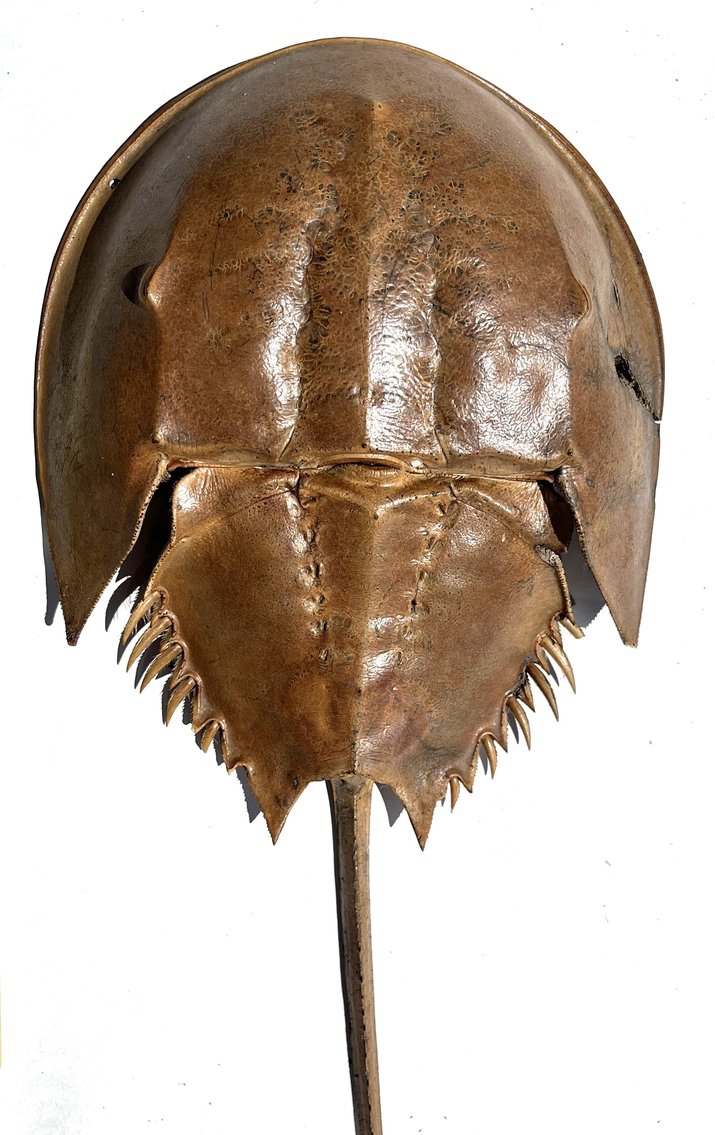 Image for Natural History Auction: Fossils, Minerals, Crystals, Gems, Biologic Specimens