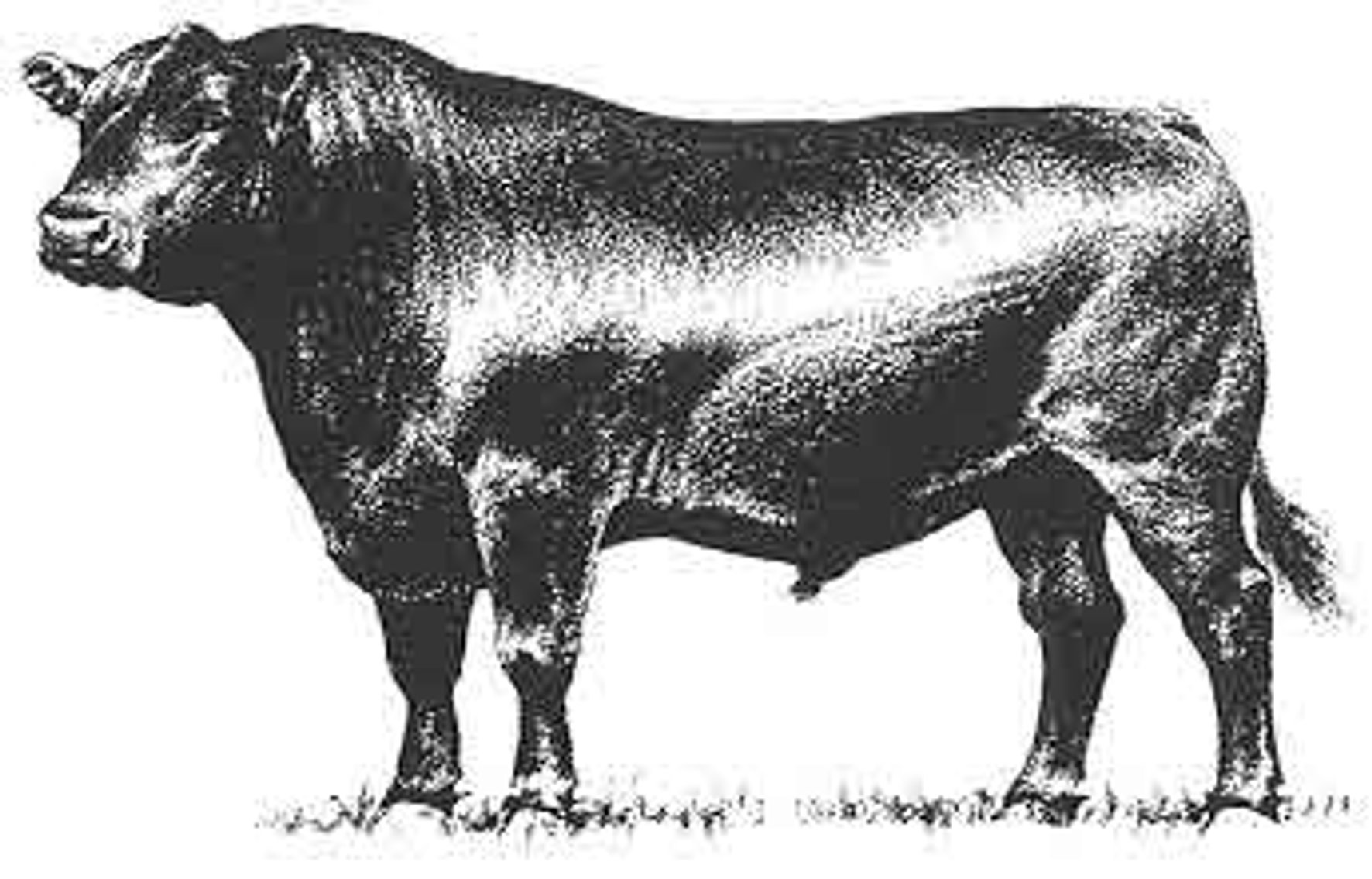 Image for Smith Creek Angus Farm On Farm Bull Sale