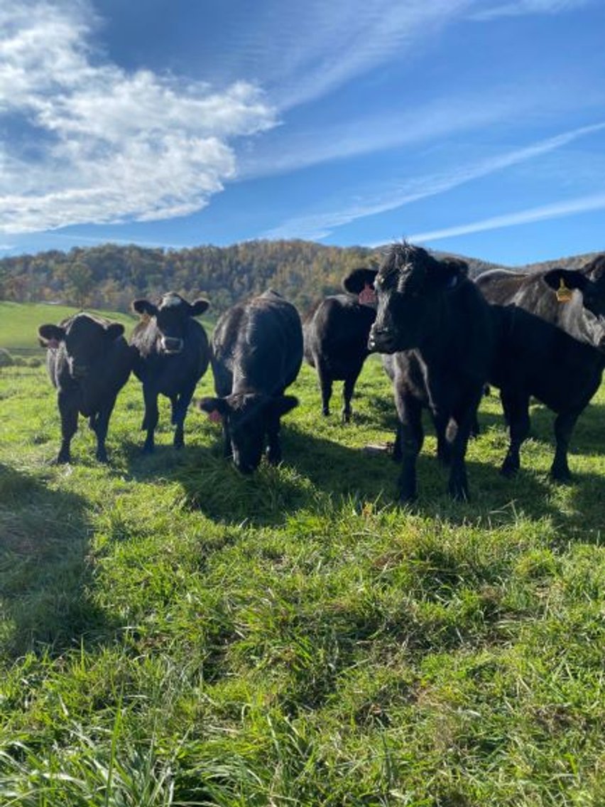 Image for Leachman East Coast Stabilizer Sale