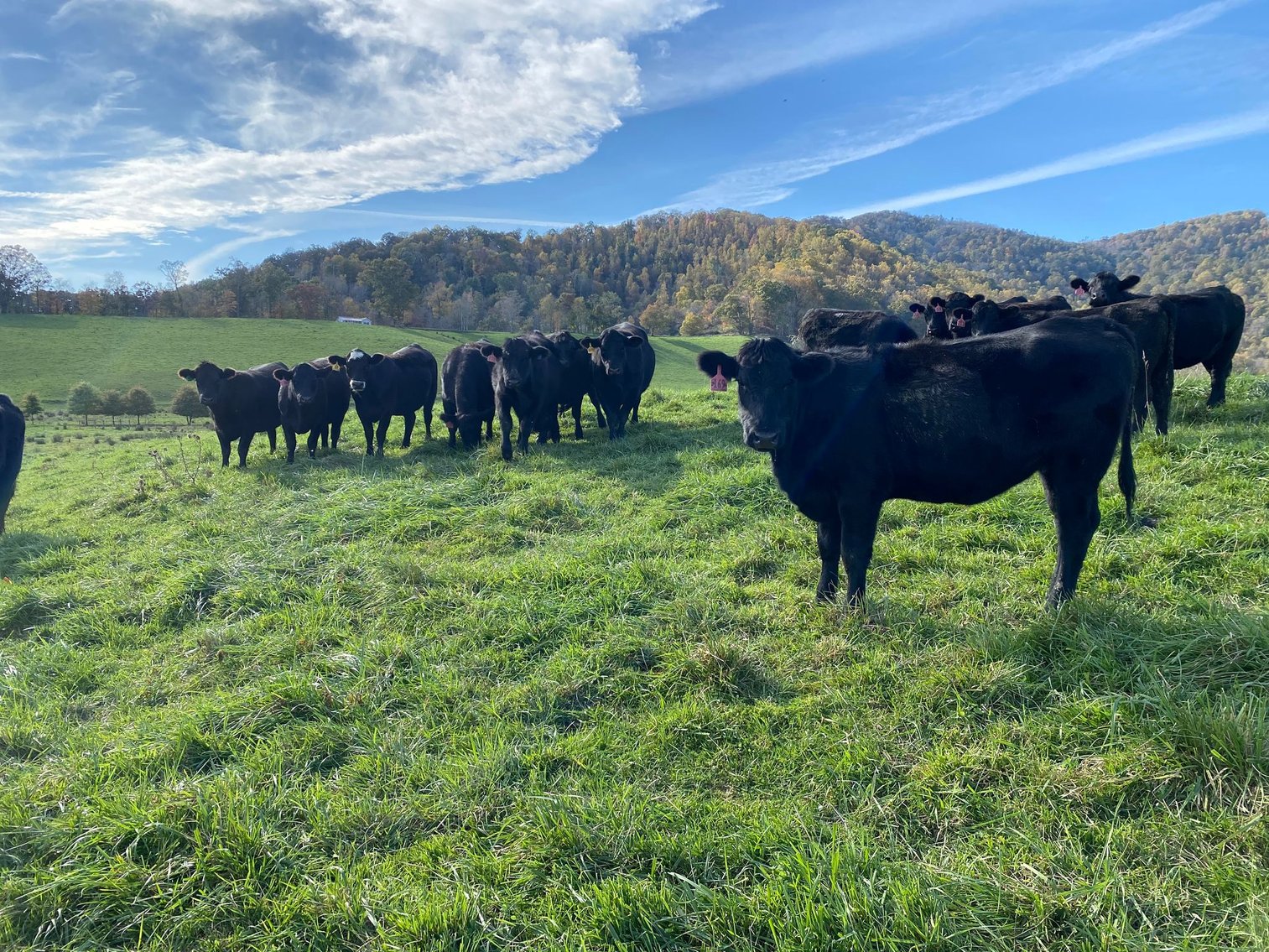 Image for Leachman East Coast Stabilizer Sale