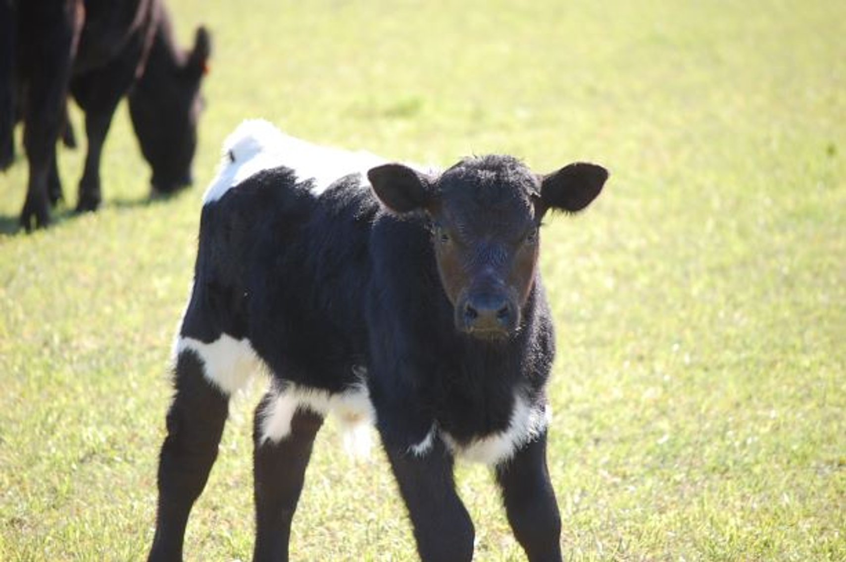 Image for CATTLE AUCTION