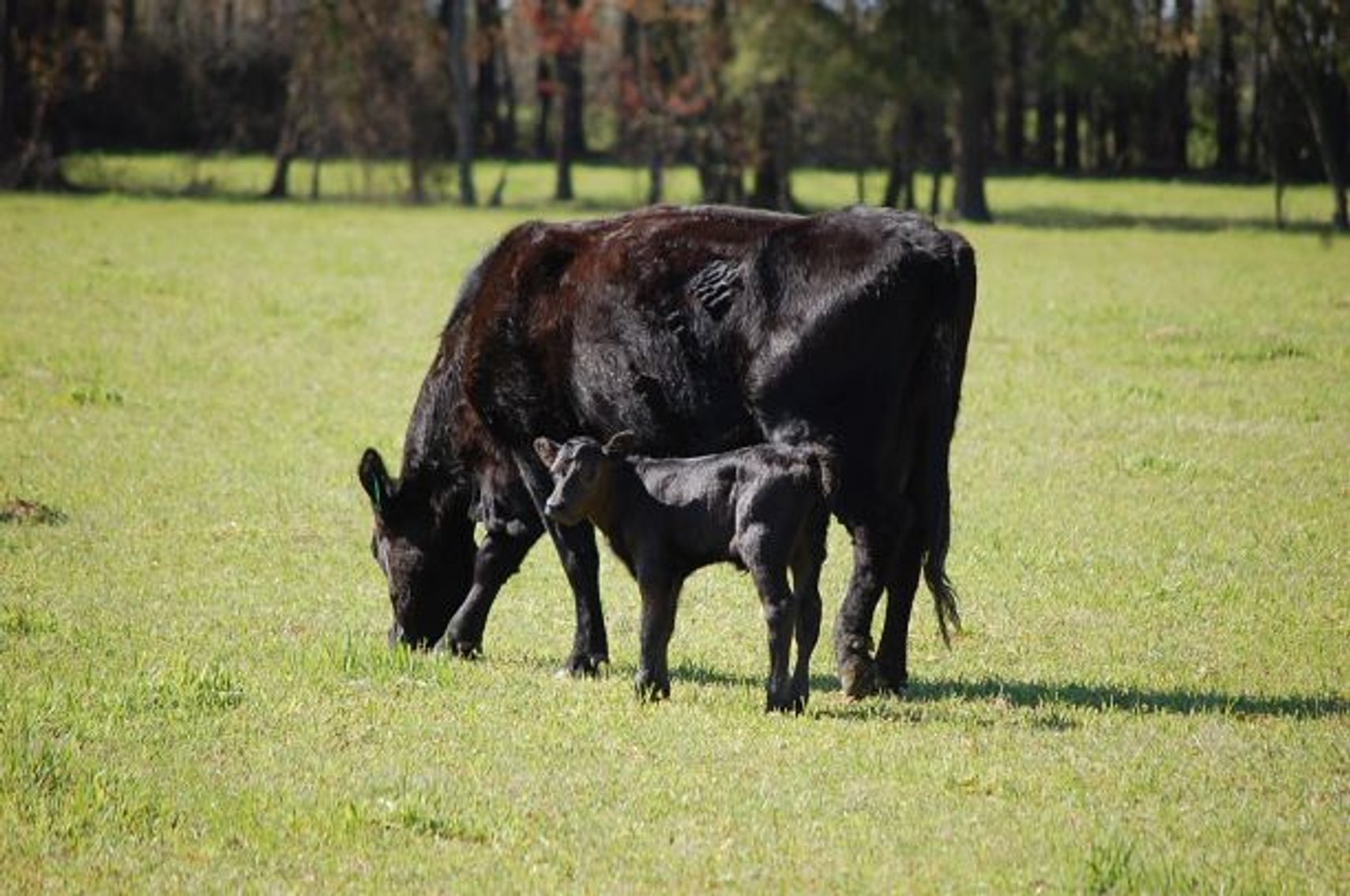 Image for CATTLE AUCTION
