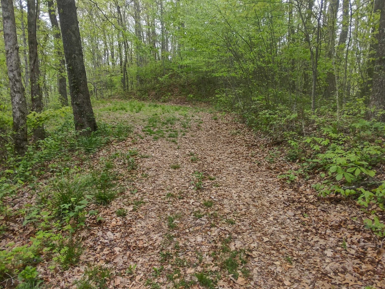 Image for Franklin, NC: 12± Mountaintop Acres in Peaceful Cove Estates, Franklin, NC 28734 (Macon County)