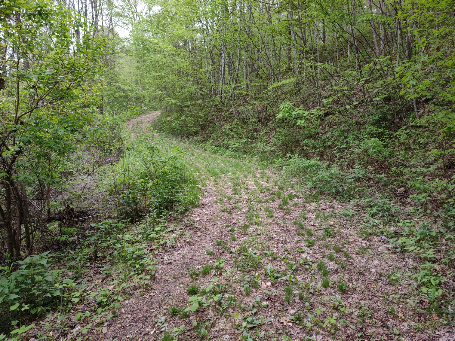 Image for Franklin, NC: 12± Mountaintop Acres in Peaceful Cove Estates, Franklin, NC 28734 (Macon County)