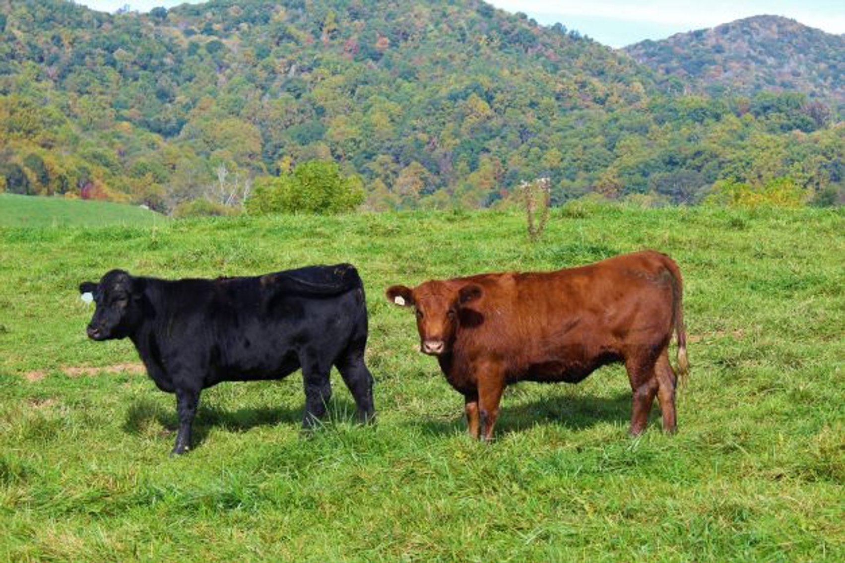 Image for Leachman East Coast Stabilizer Sale