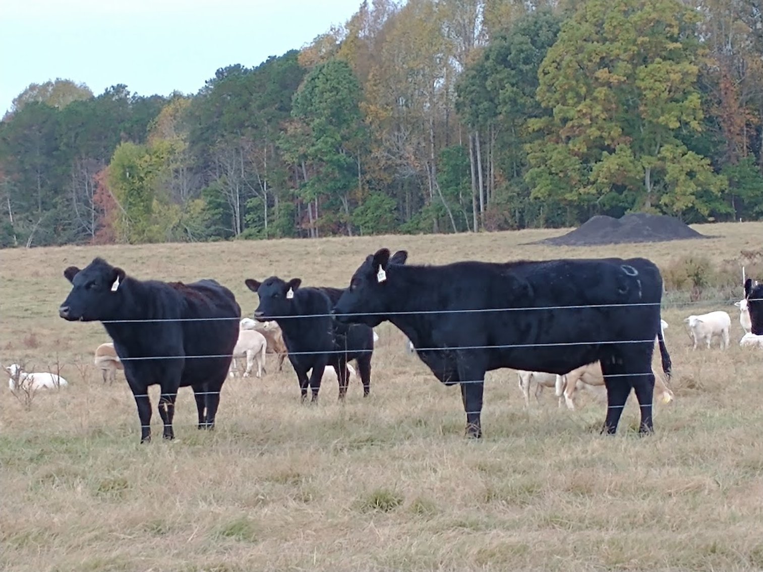 Image for Leachman East Coast Stabilizer Sale