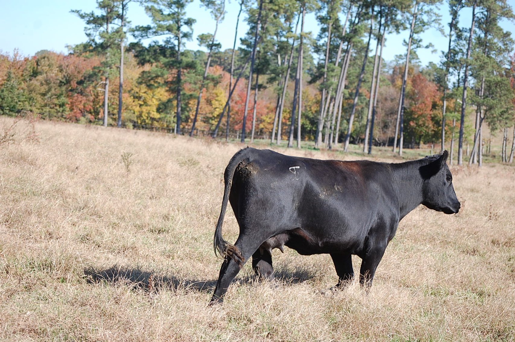 Image for Springfield Angus Bull Sale