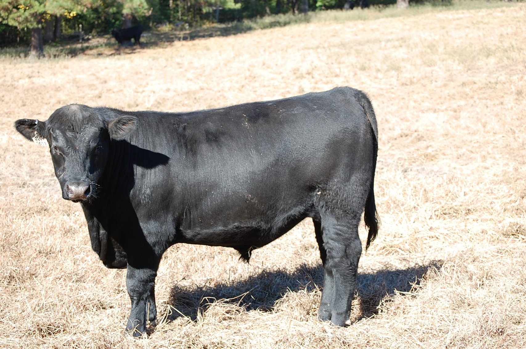 Image for Springfield Angus Bull Sale