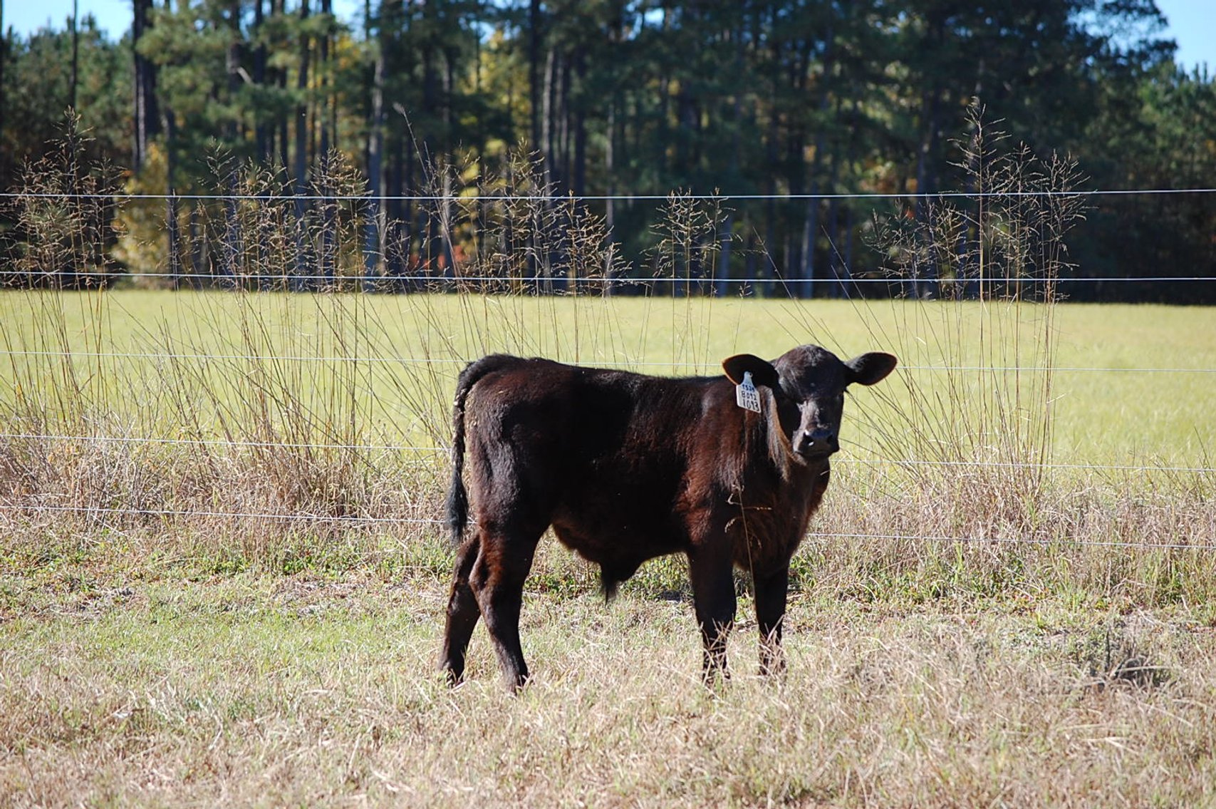 Image for Springfield Angus Bull Sale