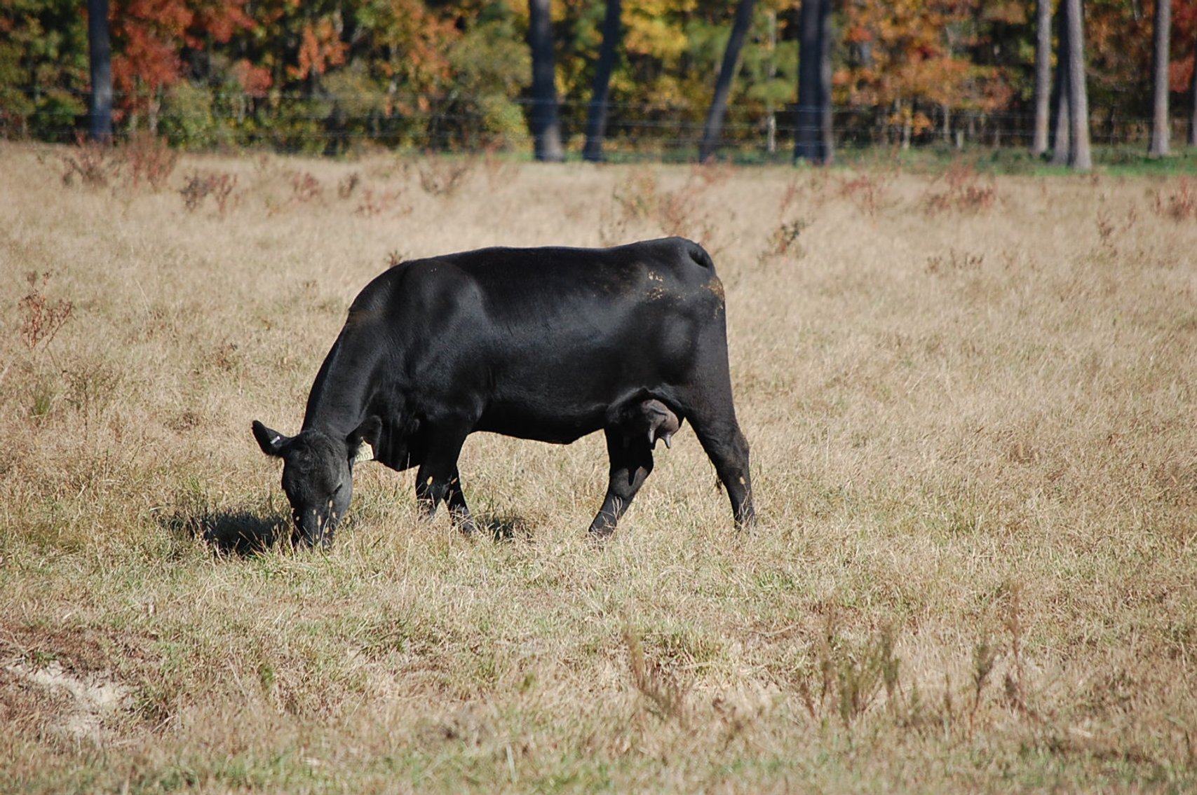Image for Springfield Angus Bull Sale