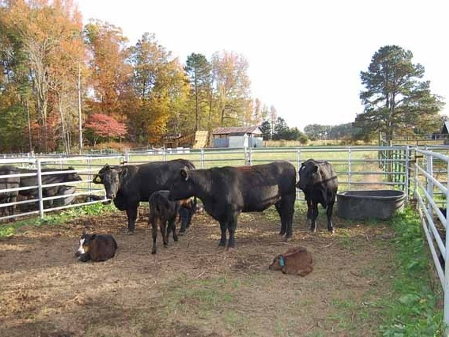 Image for 20th  ANNUAL E.B. & SHANE HARRIS INFLUENCE FEMALE & BULL SALE