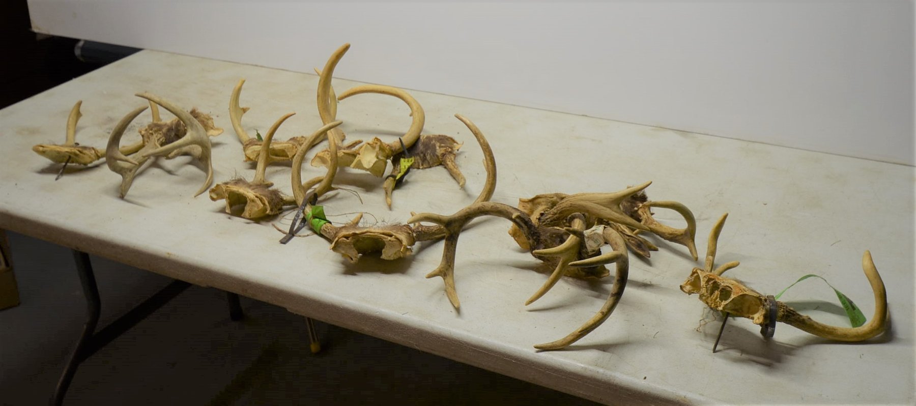 Image for 2000 FORD F350, ENCLOSED TRAILER, 100+ MORGAN  SILVER DOLLARS, 18 STEAMER TRUNKS, TOOLS & MORE!