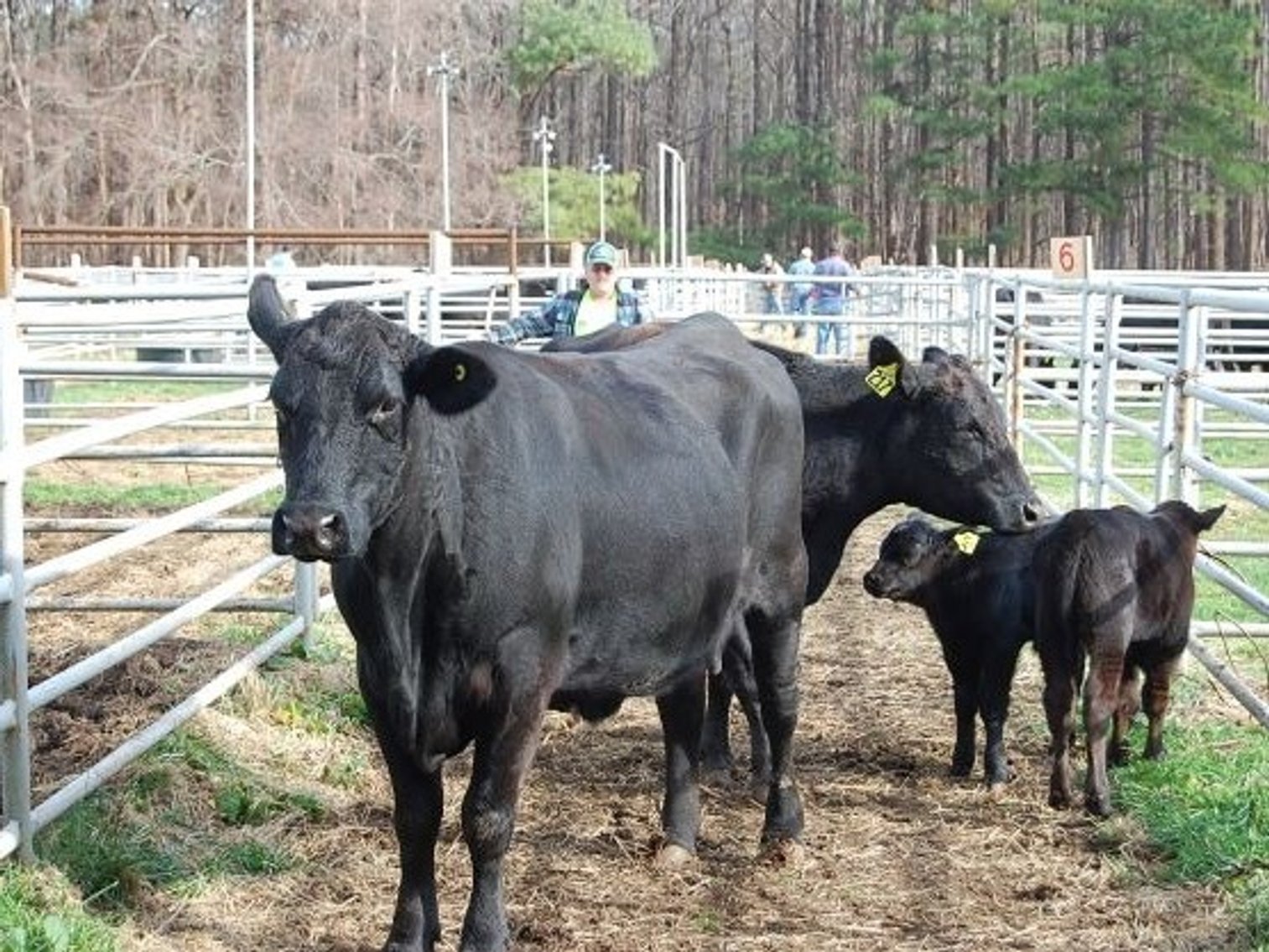 Image for CATTLE AUCTION