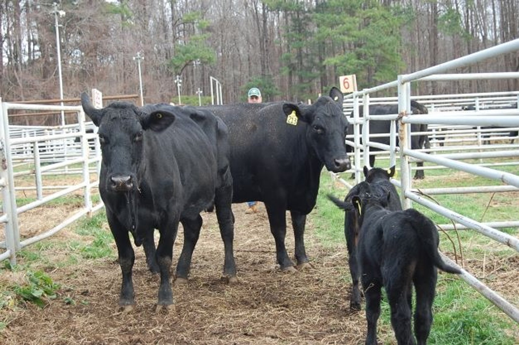 Image for CATTLE AUCTION