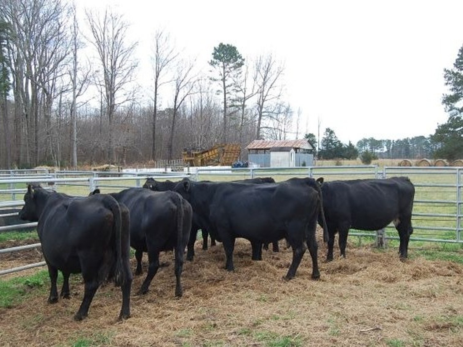 Image for CATTLE AUCTION