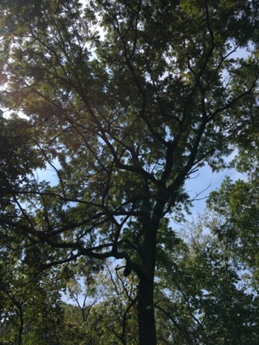 Image for Peoria County, IL: 8.5 Acre Multifamily Tract and 1± Acre Tract Selling Together