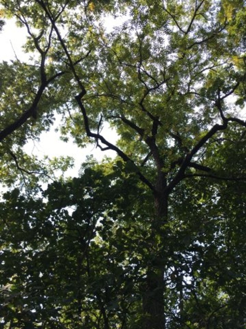 Image for Peoria County, IL: 8.5 Acre Multifamily Tract and 1± Acre Tract Selling Together