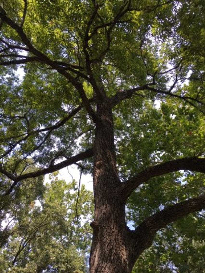 Image for Peoria County, IL: 8.5 Acre Multifamily Tract and 1± Acre Tract Selling Together