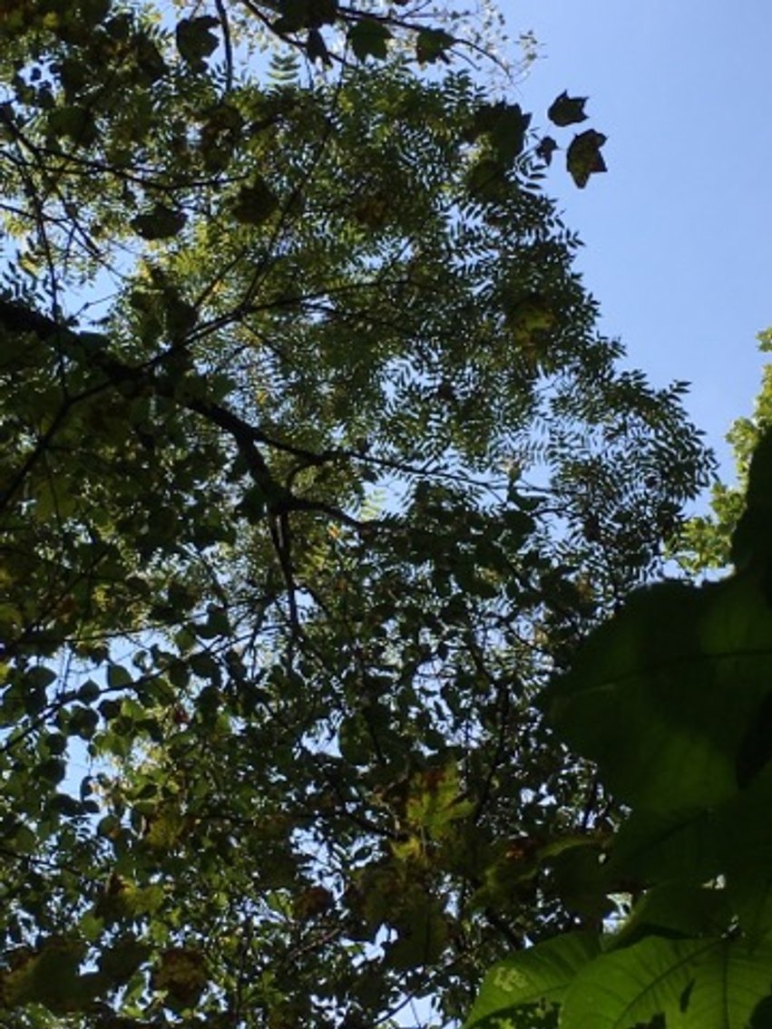 Image for Peoria County, IL: 8.5 Acre Multifamily Tract and 1± Acre Tract Selling Together