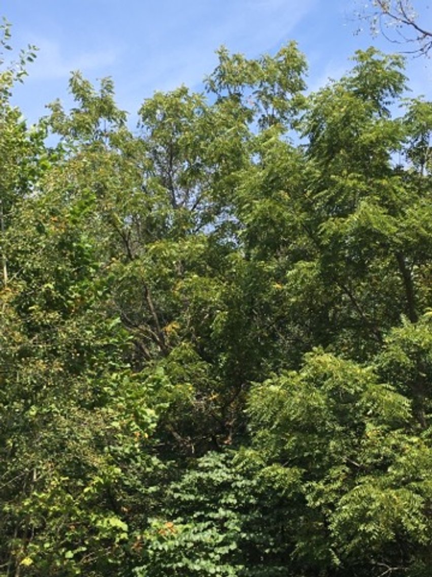 Image for Peoria County, IL: 8.5 Acre Multifamily Tract and 1± Acre Tract Selling Together