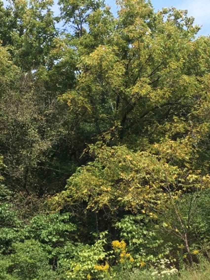 Image for Peoria County, IL: 8.5 Acre Multifamily Tract and 1± Acre Tract Selling Together