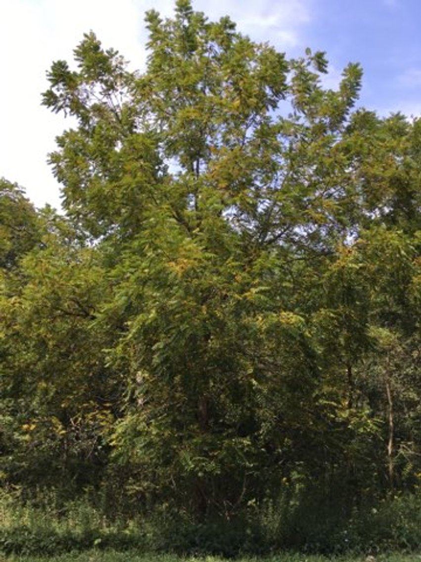 Image for Peoria County, IL: 8.5 Acre Multifamily Tract and 1± Acre Tract Selling Together