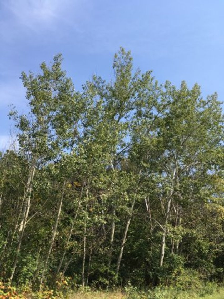 Image for Peoria County, IL: 8.5 Acre Multifamily Tract and 1± Acre Tract Selling Together