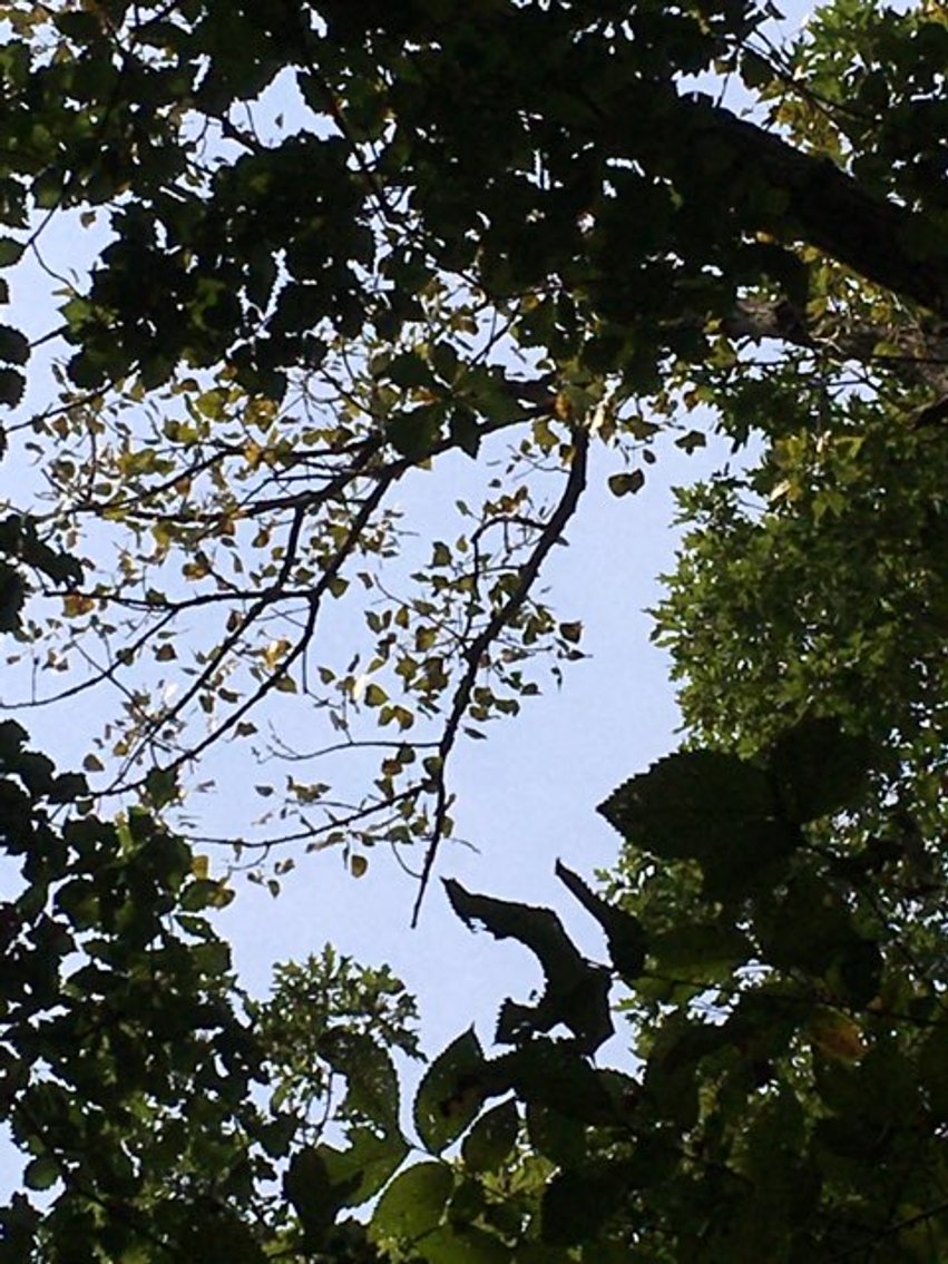 Image for Peoria County, IL: 8.5 Acre Multifamily Tract and 1± Acre Tract Selling Together