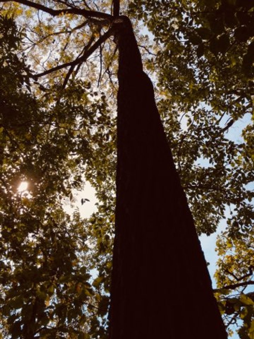 Image for Peoria County, IL: 8.5 Acre Multifamily Tract and 1± Acre Tract Selling Together