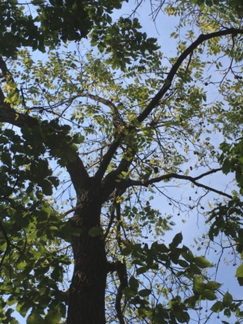 Image for Peoria County, IL: 8.5 Acre Multifamily Tract and 1± Acre Tract Selling Together