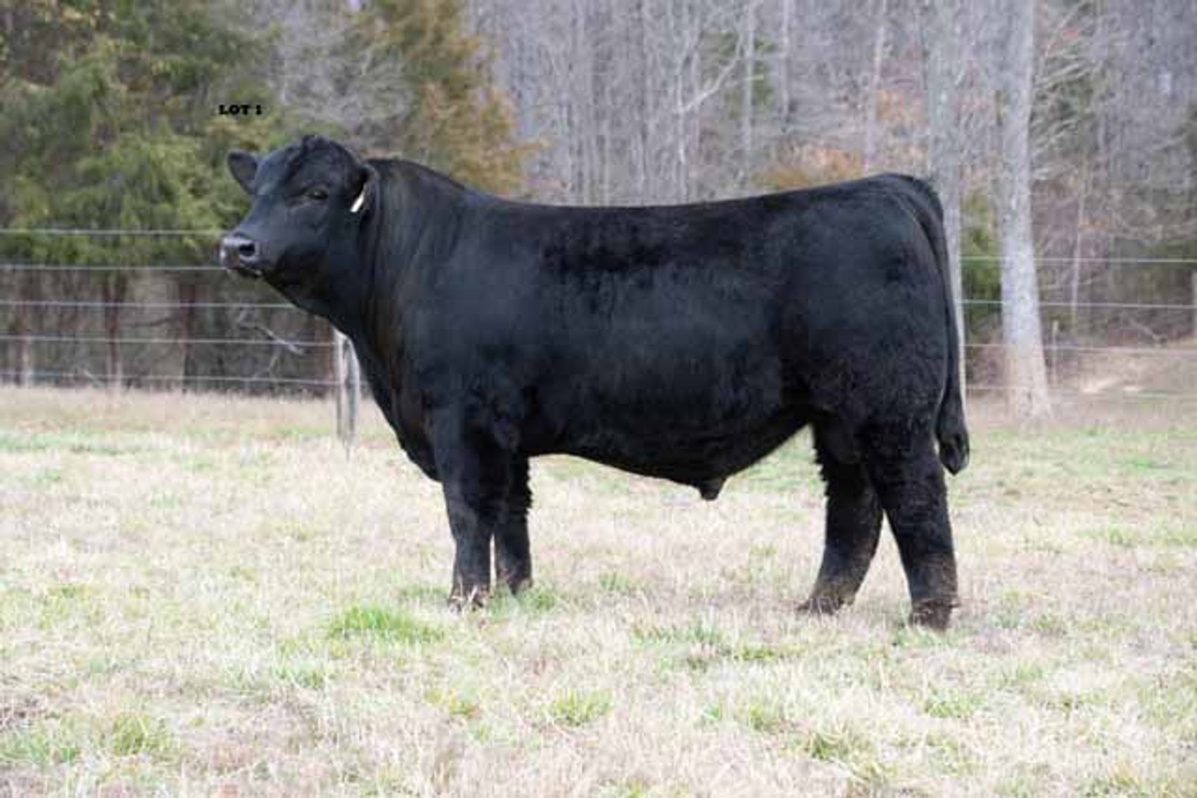 Image for Green Hills Cattle & Hope Cattle - Bull & Female Sale