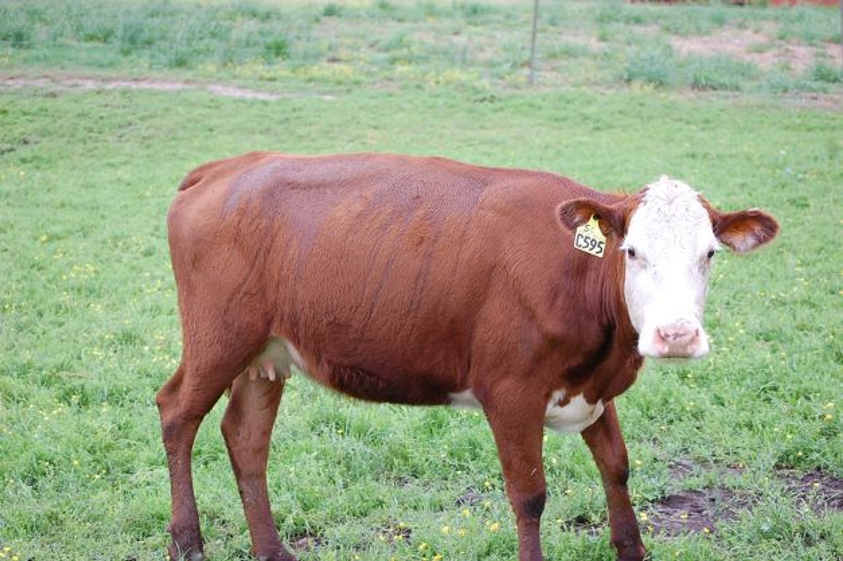 Image for CATTLE AUCTION