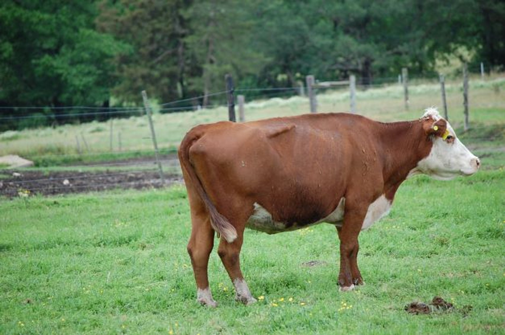 Image for CATTLE AUCTION