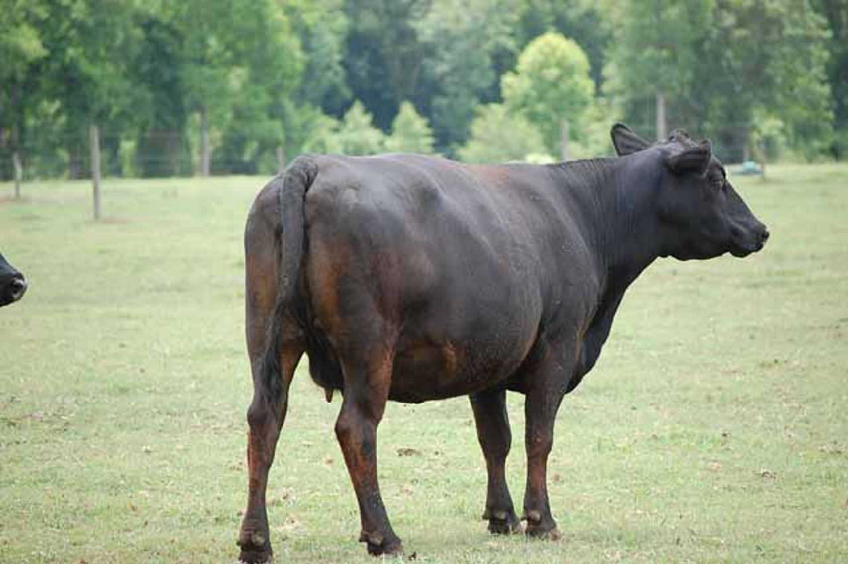 Image for CATTLE AUCTION