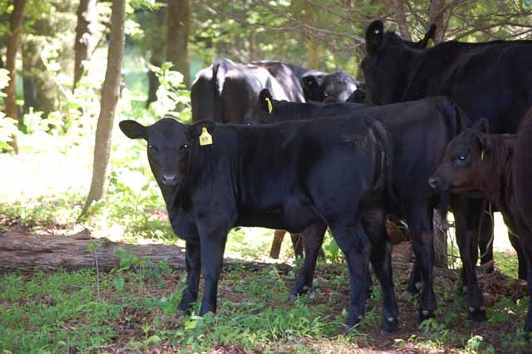 Image for CATTLE AUCTION