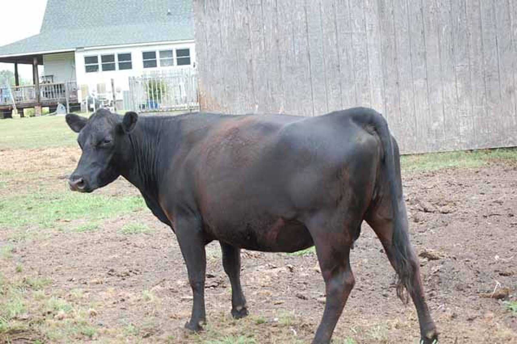 Image for CATTLE AUCTION