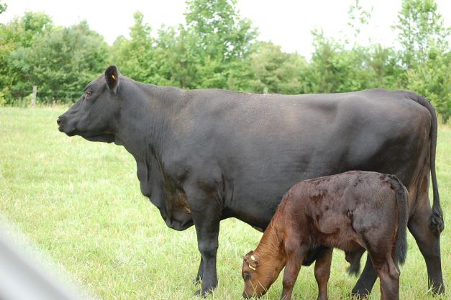 Image for CATTLE AUCTION