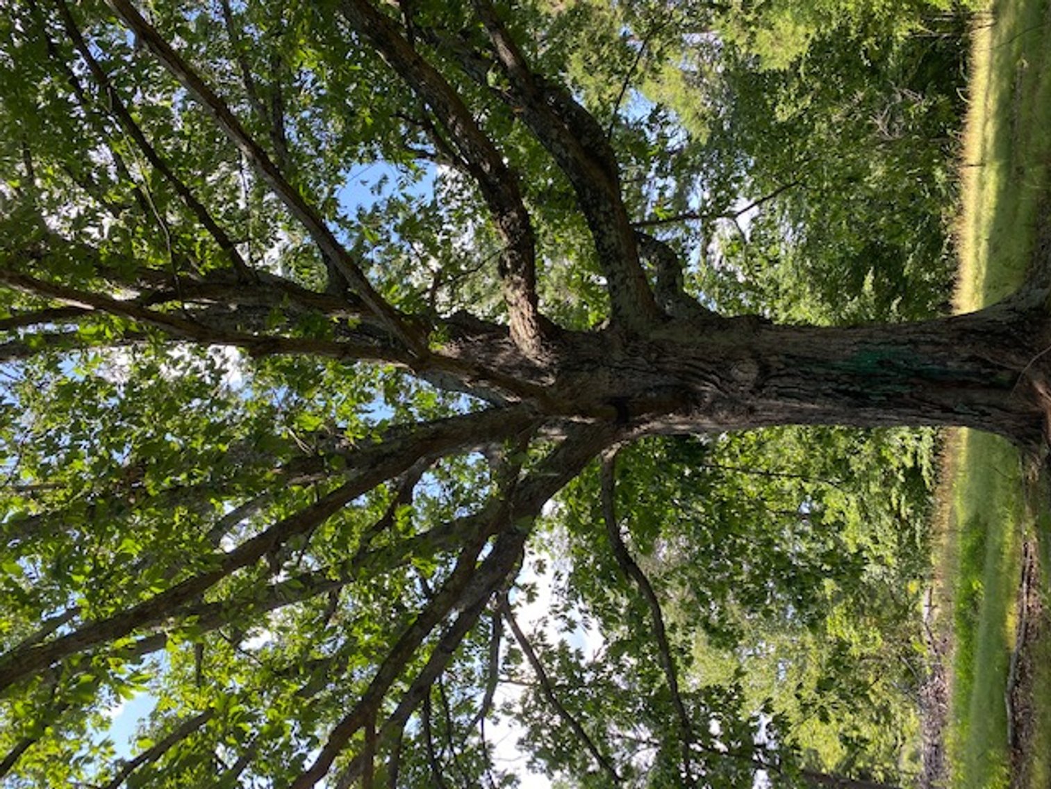 Image for William Carrel Hays Estate (deceased)