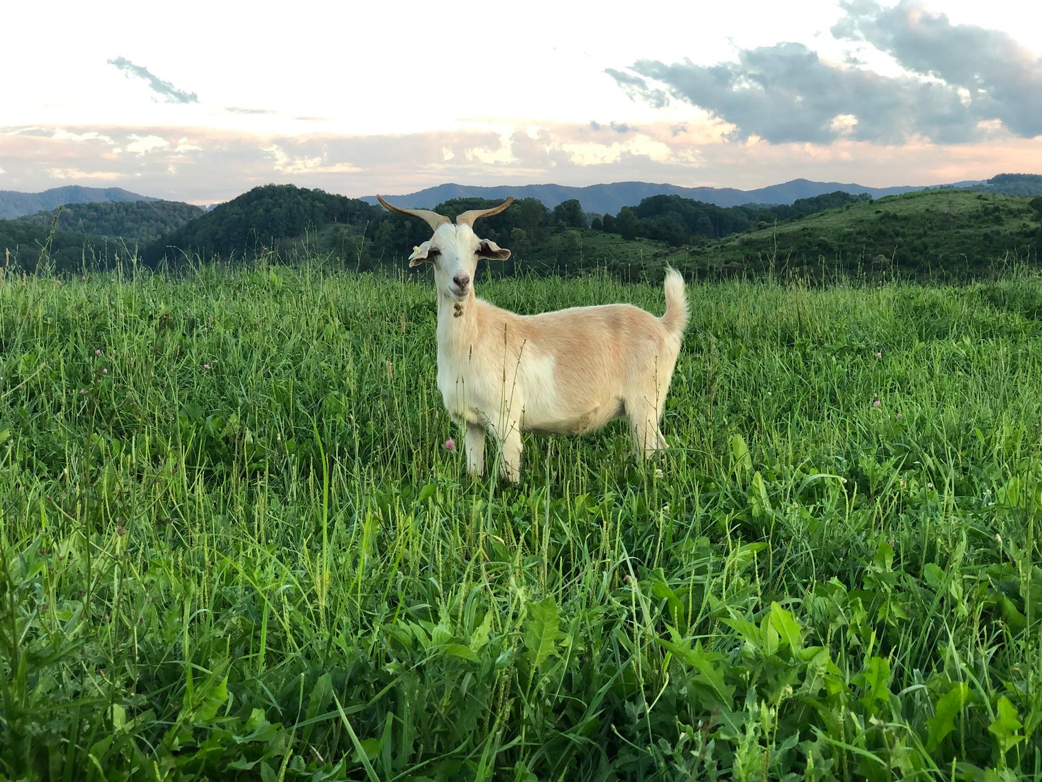 Image for Final Countdown - Open Consignor Sale