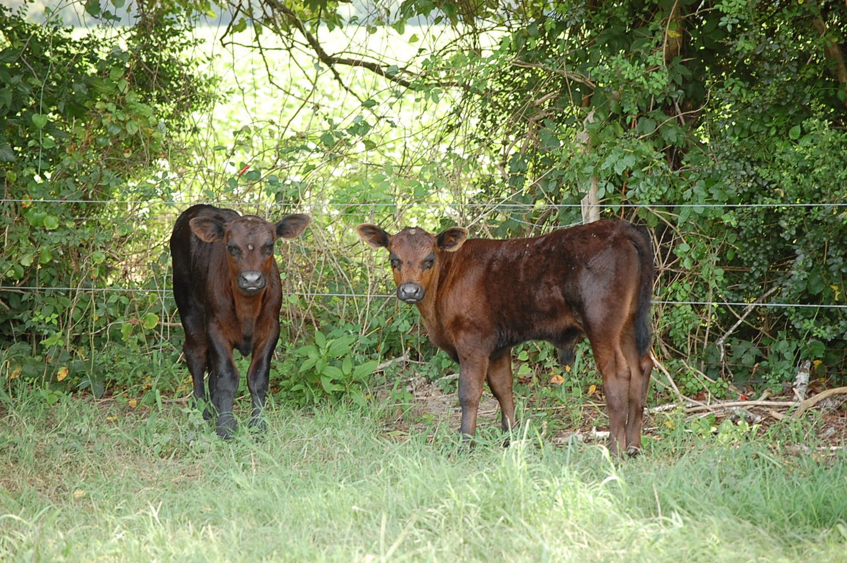 Image for CATTLE AUCTION