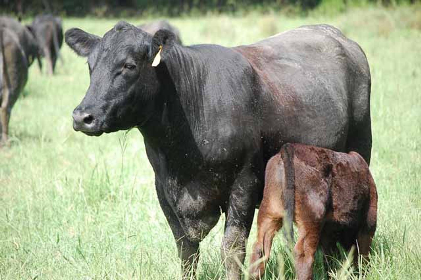 Image for CATTLE AUCTION