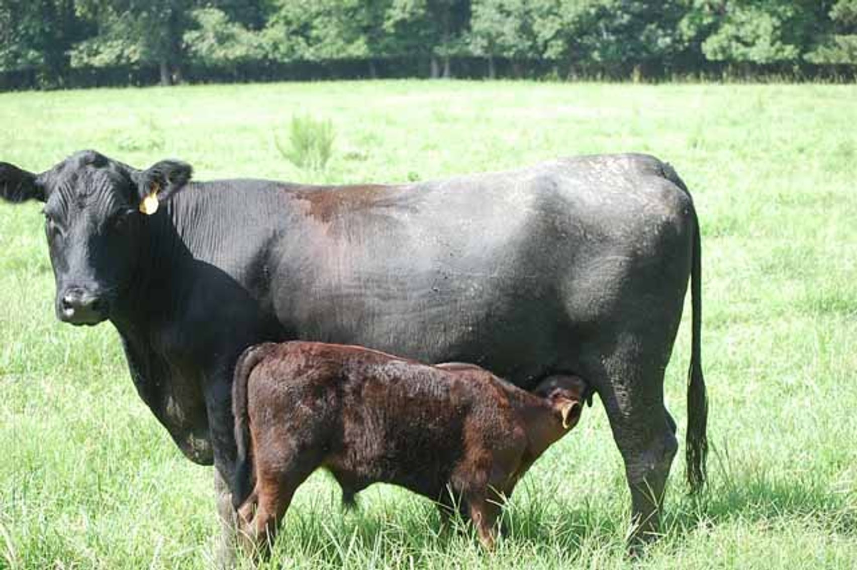 Image for CATTLE AUCTION