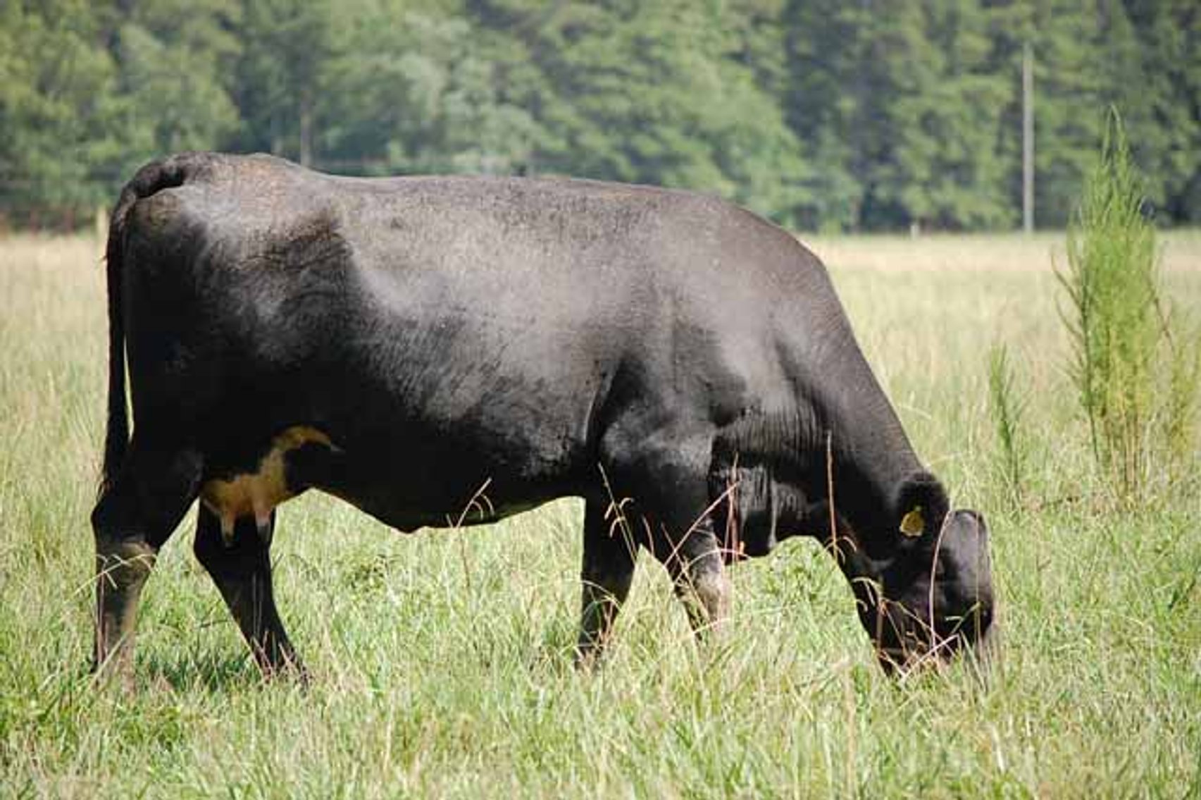 Image for CATTLE AUCTION