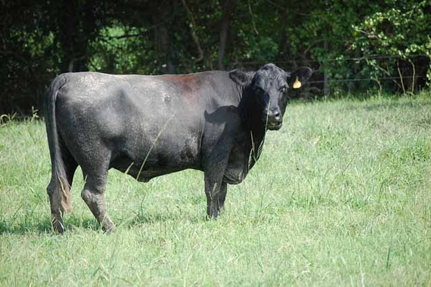 Image for CATTLE AUCTION