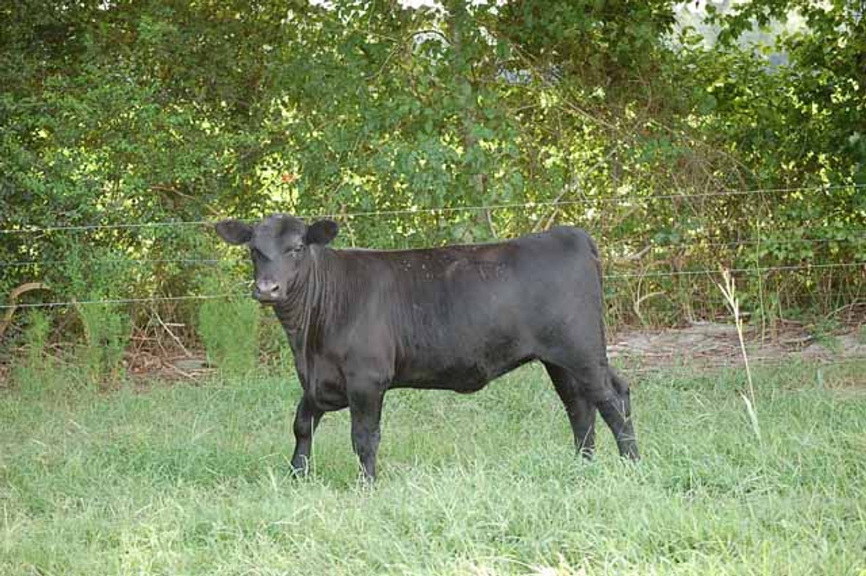 Image for CATTLE AUCTION