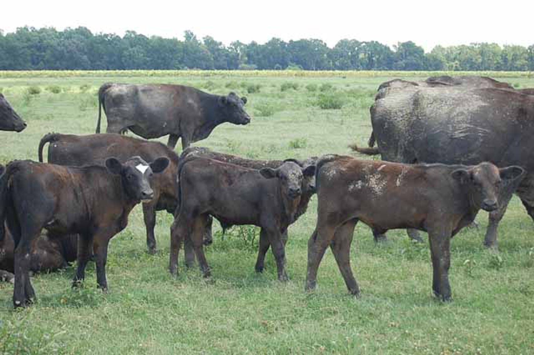 Image for CATTLE AUCTION