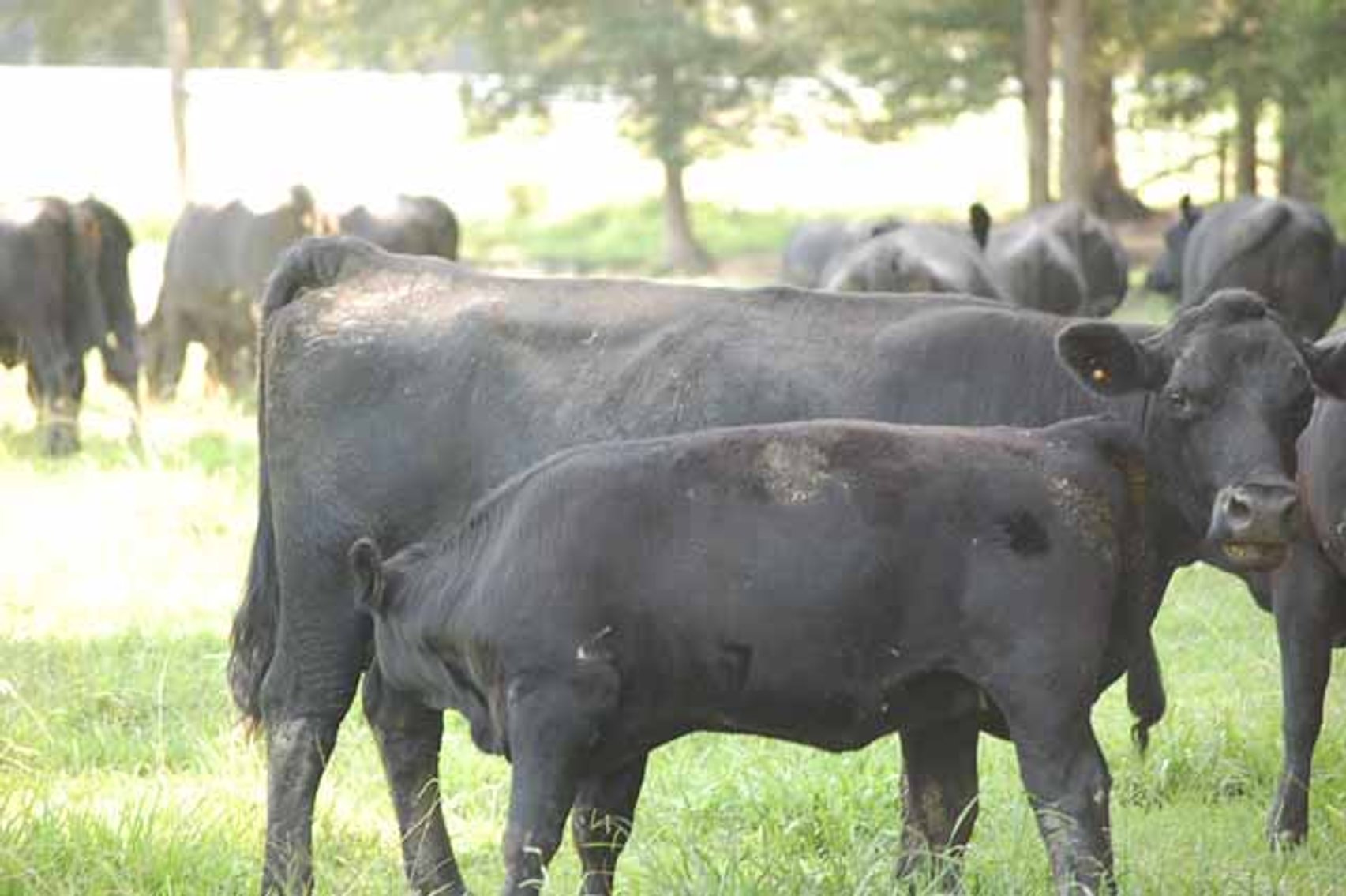 Image for CATTLE AUCTION