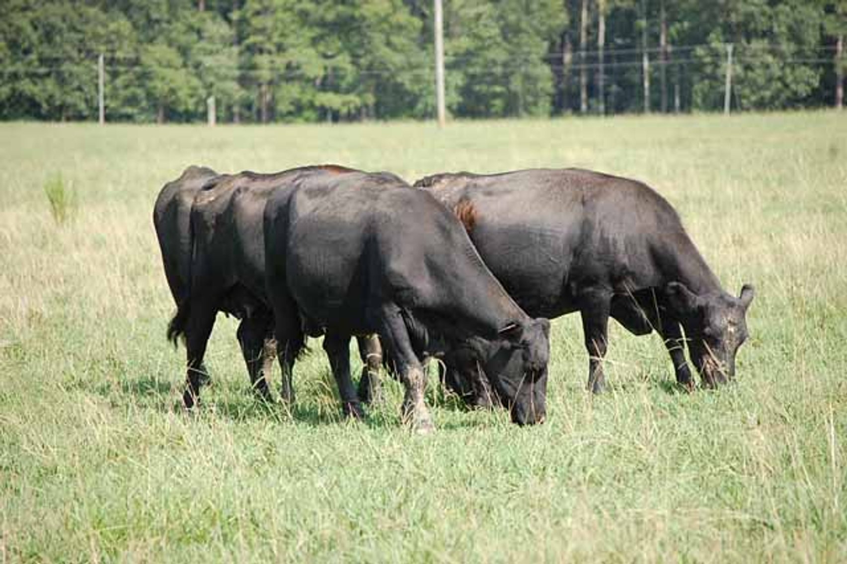 Image for CATTLE AUCTION