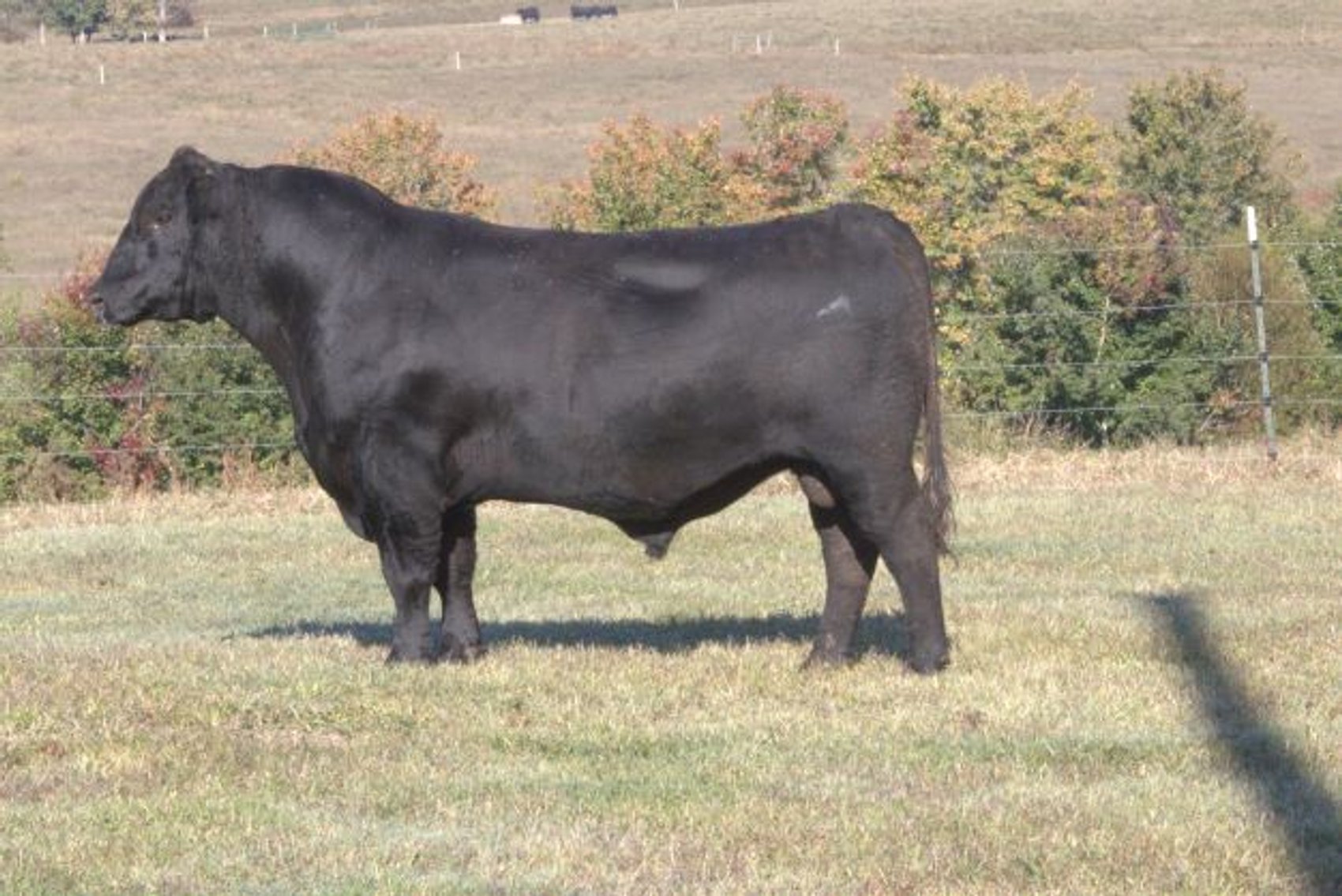 Image for Springfield Angus Bull Sale